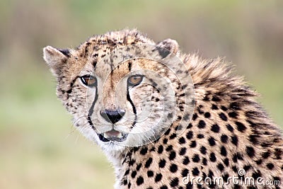A young cheetah in kgalagadi Stock Photo