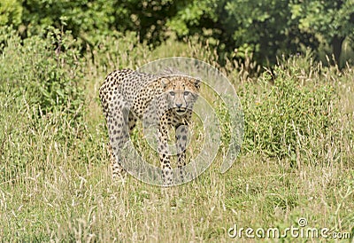 Young cheetah Stock Photo