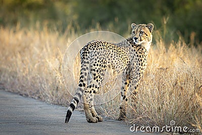 Young cheetah standing in tall dry grass on the edge of the road in Kruger Park South Africa Stock Photo