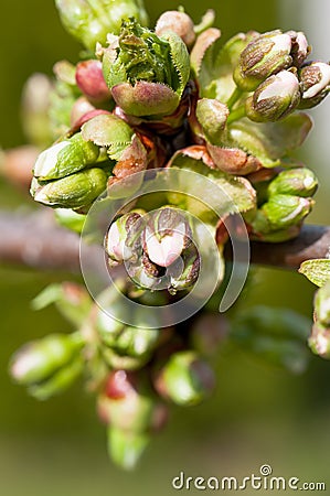 Young cherry buds macro Stock Photo