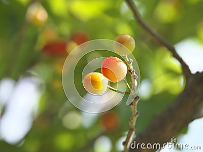 Young cherry fruits on a tree Stock Photo