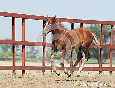 Young chestnut foal Stock Photo