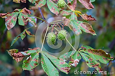 Green chestnut at a horse chestnut tree Stock Photo