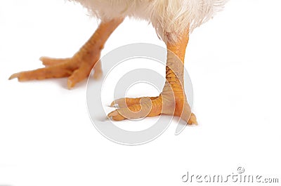 Chick legs and claws Stock Photo