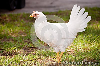 Young Chicken Stock Photo