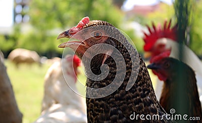Young chicken Stock Photo
