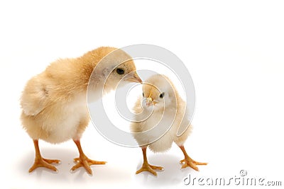 Young chicks - easter concept Stock Photo