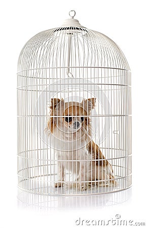 Young chihuahua in cage Stock Photo