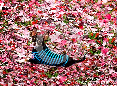 Young Chihuahua on carpet of leaves. Stock Photo