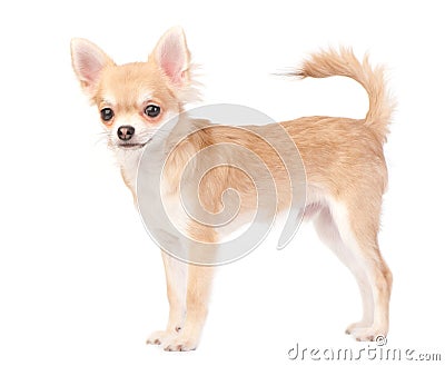 Young chihuahua dog isolated on white Stock Photo
