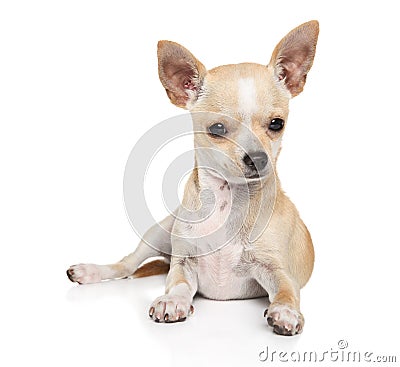 Young Chihuahua dog on a white background Stock Photo