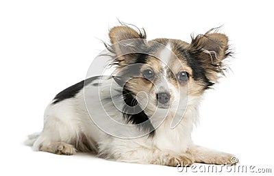 Young Chihuahua lying and facing, 7 months old Stock Photo
