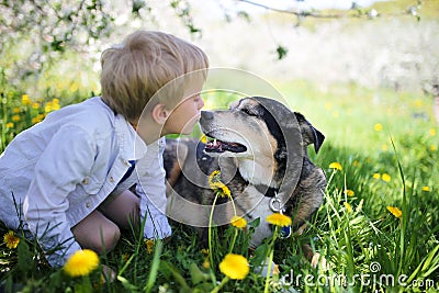 Young Child Kissing Pet German Shepherd Dog Outside in Flower Me Stock Photo