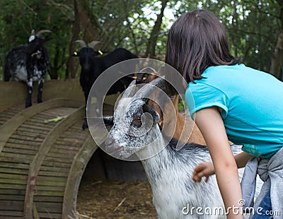 Young child petting domestic goats in barn with green background Stock Photo