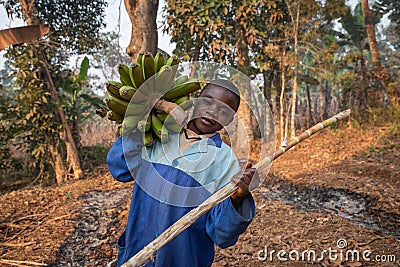 Young child works in the fields and has collected a bunch of banana plantains in africa, child labor concept Stock Photo