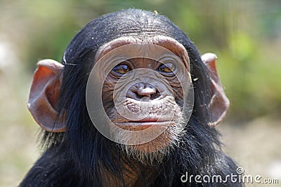 Young chimp Stock Photo