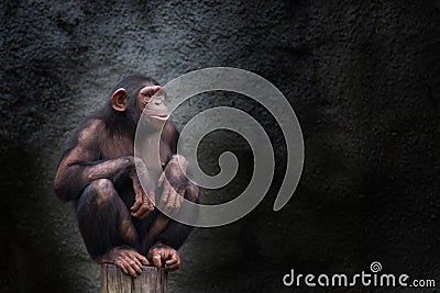 Young chimpanzee alone portrait, sitting crouching on piece of wood Stock Photo