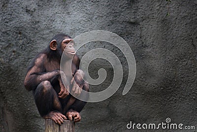 Chimp or chimpanzee. Young chimpanzee alone portrait, sitting crouching on a piece of wood Stock Photo