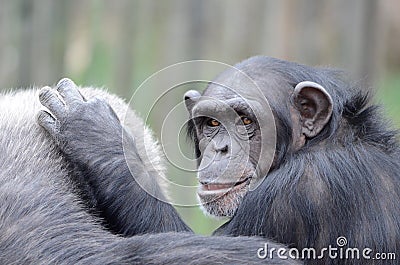 Young chimpanzee2 Stock Photo