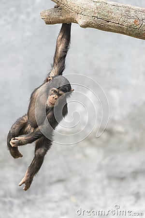 Young Chimpanzee playfully hanging on a tree branch Stock Photo