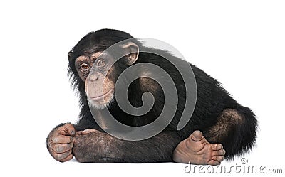 Young Chimpanzee - Simia troglodytes (5 years old) Stock Photo