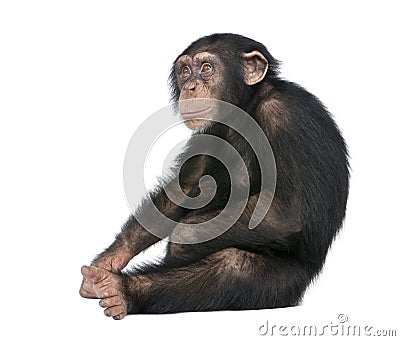 Young Chimpanzee - Simia troglodytes (5 years old) Stock Photo