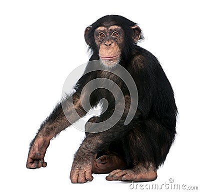 Young Chimpanzee, Simia troglodytes, 5 years old Stock Photo