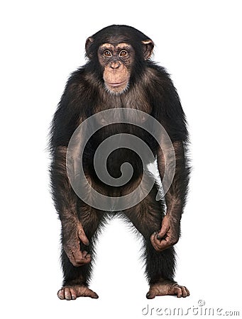 Young Chimpanzee standing up like a human - Simia Stock Photo