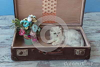 Young chinchilla breed cat inside vintage suitcase Stock Photo