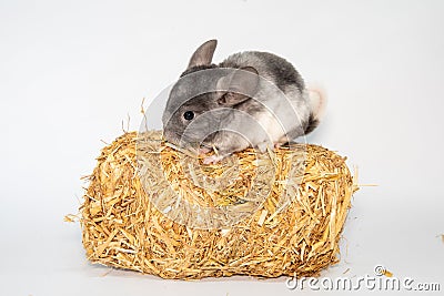 young chinchilla in front of white background Stock Photo