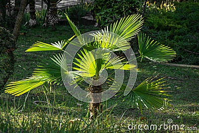 Young Chinese windmill palm Trachycarpus fortunei or Chusan palm in city park of Sochi. Stock Photo