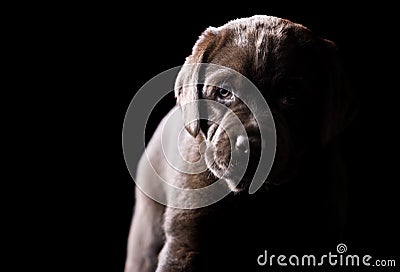 Young Chocolate Labrador Puppy Stock Photo