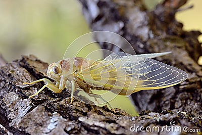 Young cicada on branch Stock Photo