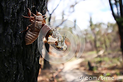 Young Cicada Molting Stock Photo