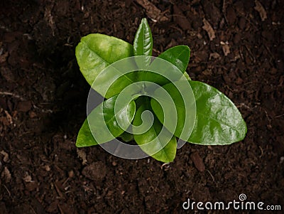 Young citrus, satsuma orange tree seedling growing from the soil. Top down view from above Stock Photo