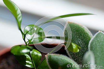 Young citrus sprout. Grow your own plant. Lemon, tangerine plant in pot, indoor plant Stock Photo