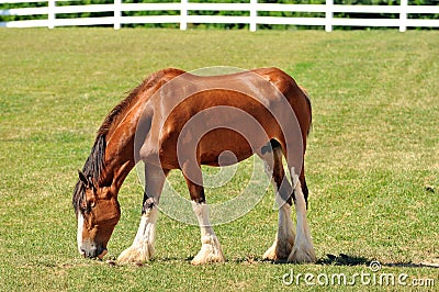 Young Cladesdale Horse on a pasture Stock Photo