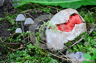 Young Clathrus ruber Stock Photo