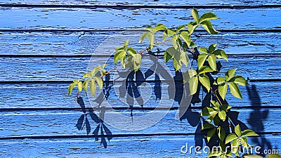 Young Climbing Leaves And Blue Wooden Wall Stock Photo