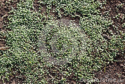 Young clover sprouts densely grow from earth Stock Photo