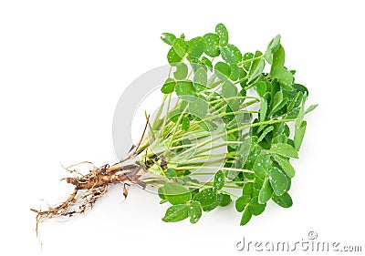 Young clover Stock Photo