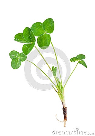 Young clover Stock Photo