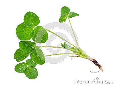 Young clover Stock Photo