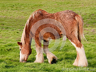 Young Clydesdale Horse Stock Photo