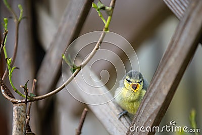 Young coal tit on maiden flight sitting on a branch Stock Photo