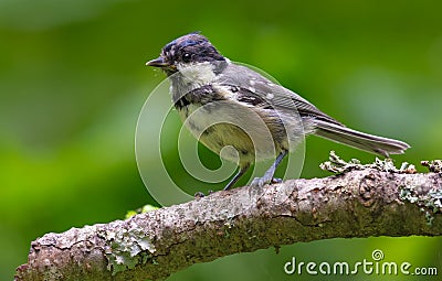 Young Coal tit posing on a small stick in green wood Stock Photo