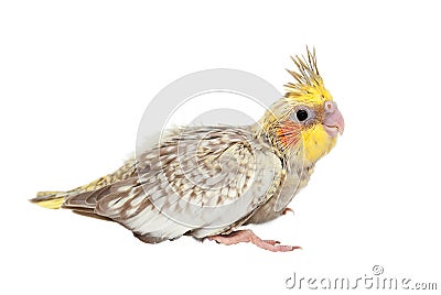 Young cockatiel isolated Stock Photo