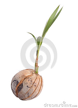 Young coconut Stock Photo