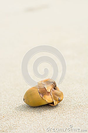 Young coconut on sand Editorial Stock Photo