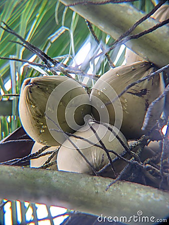 young coconut is very good for adding body ions Stock Photo